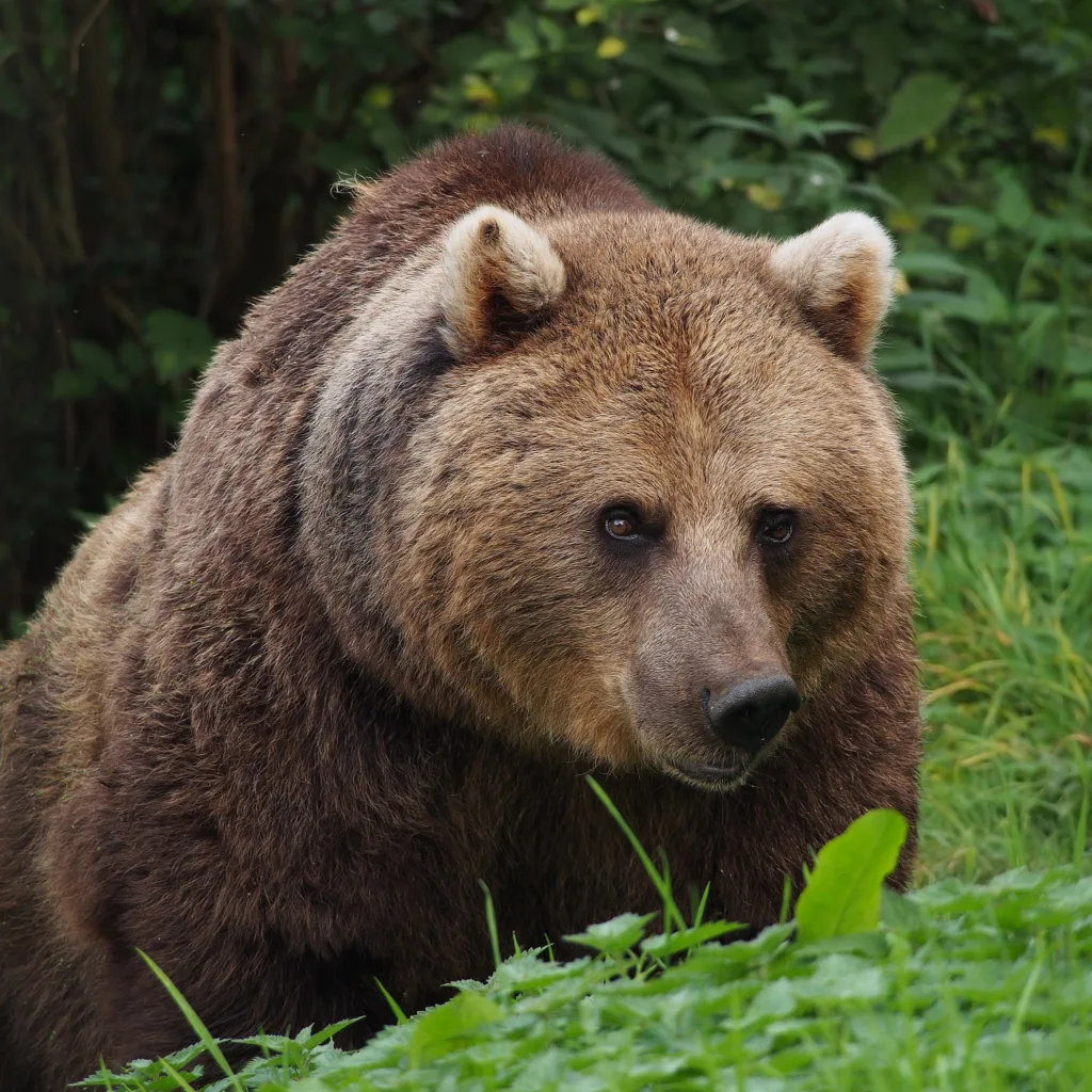 Wildtiere Europäischer Braunbär